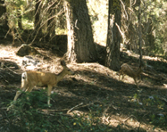 two Yosemite deer